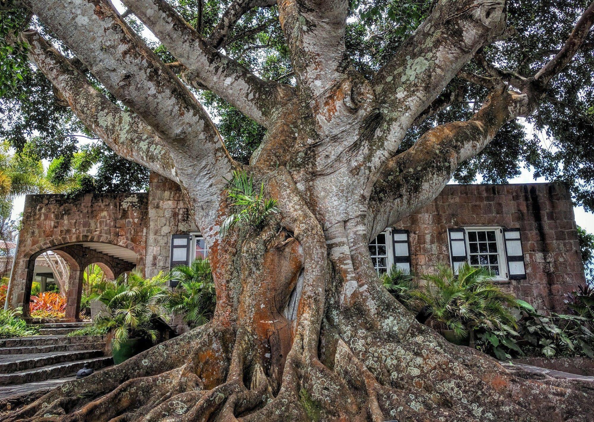 Montpelier Plantation&Beach Charlestown Exterior foto