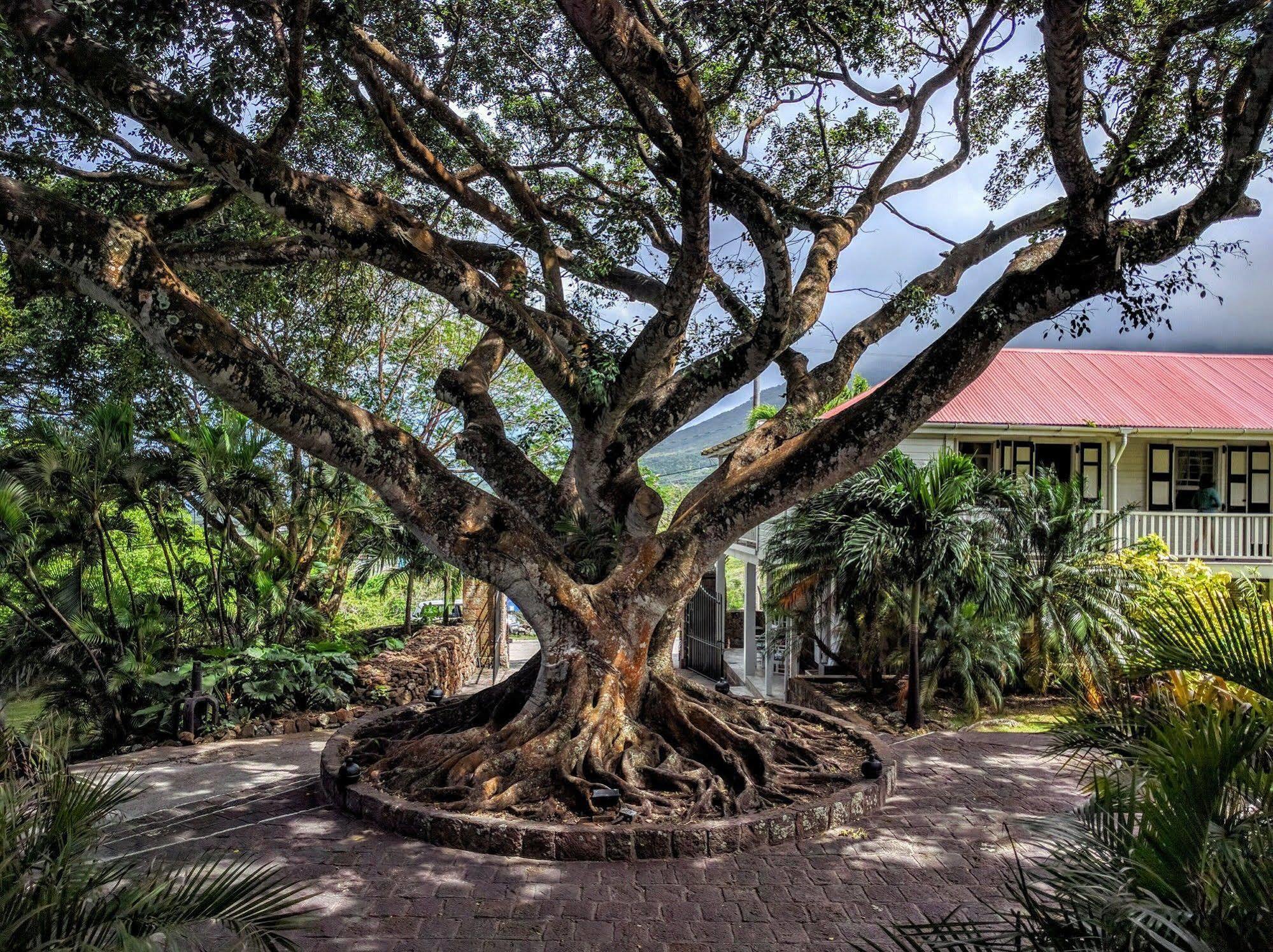 Montpelier Plantation&Beach Charlestown Exterior foto